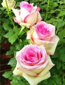 高杯型切花月季品种