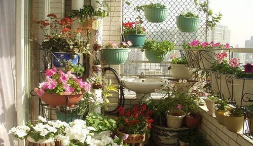 最适合阳台养的耐晒花卉