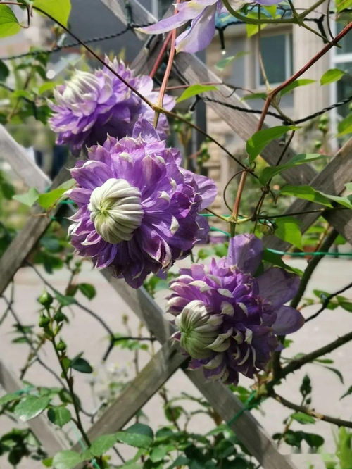 院子里适合种的花