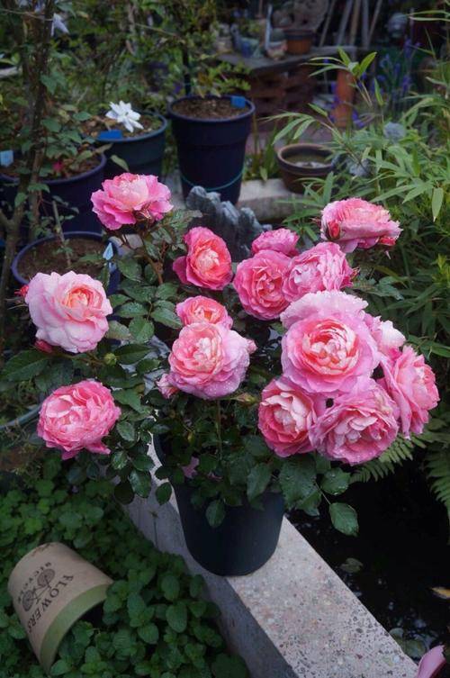 海神王阳台月季抗病吗