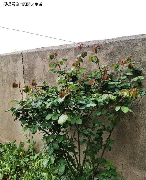 月季灌木和爬藤的区别