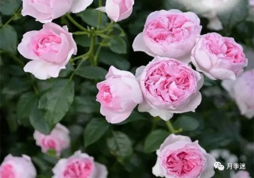我的心月季怎么养