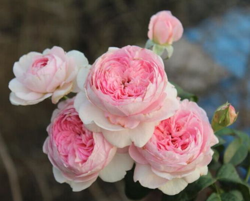 大花灌木月季有哪些优良品种