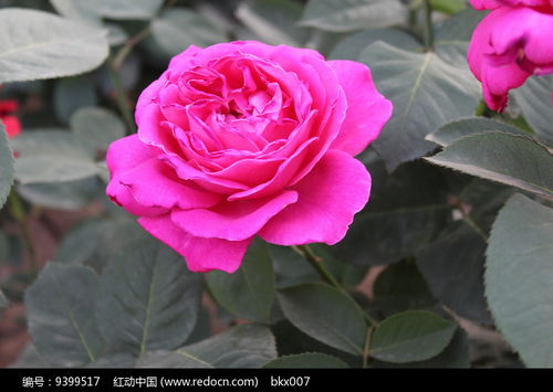 红色绒球月季的优缺点