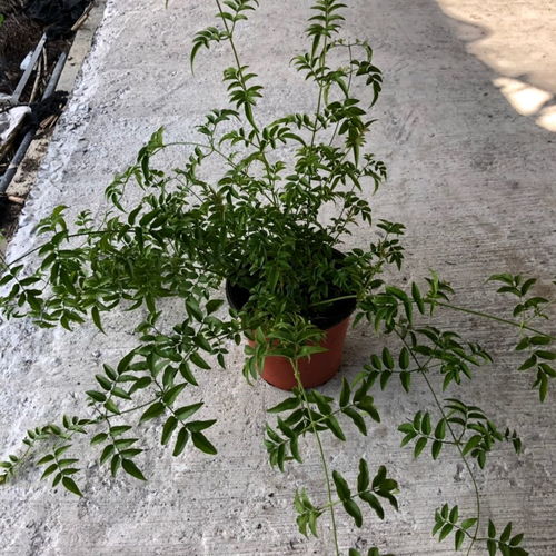 多花素馨盆栽地栽花卉阳台庭院藤蔓爬藤植物耐阴常绿花朵超香植物