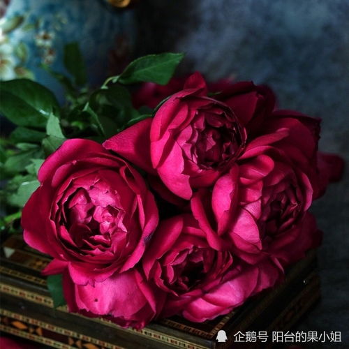 皇家胭脂是灌木还是藤本