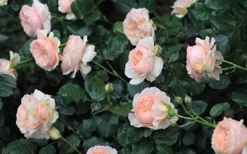 亚伯月季为什么难养