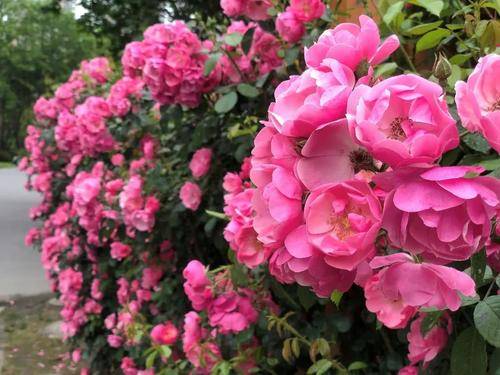 安吉拉藤本月季能长多高