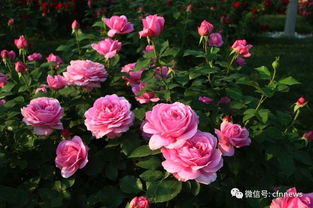 东北抗寒月季品种