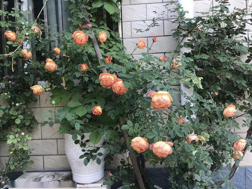 夏洛特夫人怎样修剪成灌木