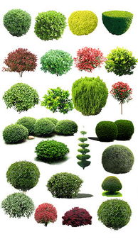 园林绿化常用灌木