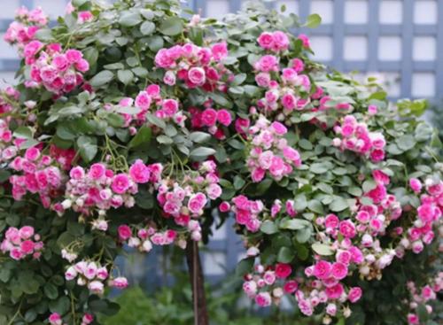 灌木胭脂扣季花