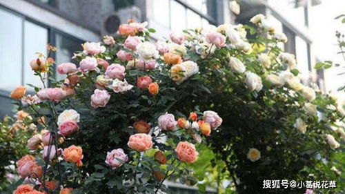 十大爬藤月季排名最香的是啥