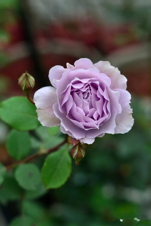 温柔珊瑚心月季的优缺点