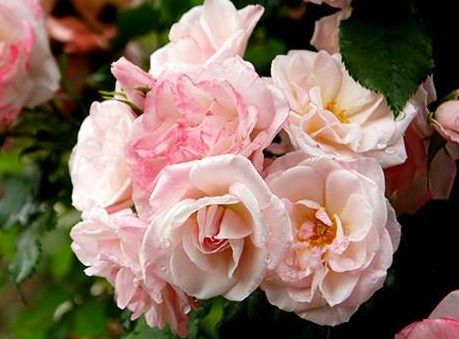 樱霞月季的优缺点