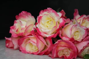 最稀有的月季花品种