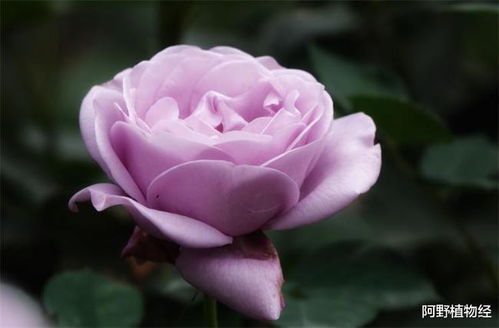 值得入手的月季品种