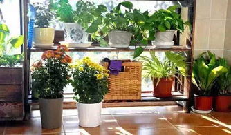 露台砌花池还是种植箱