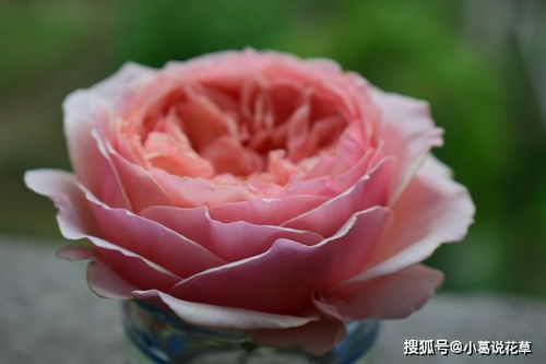 月季温柔珊瑚心优缺点