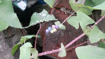 最旺宅的爬藤植物