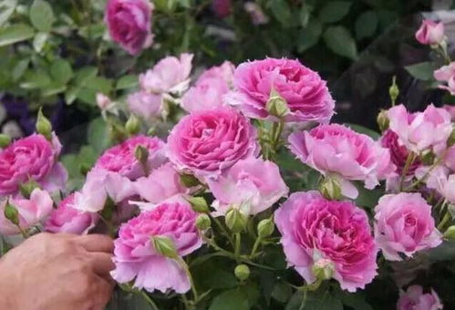 月季海神王的优缺点视频