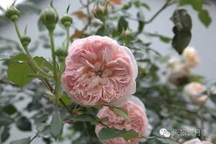 天狼月季2023新品