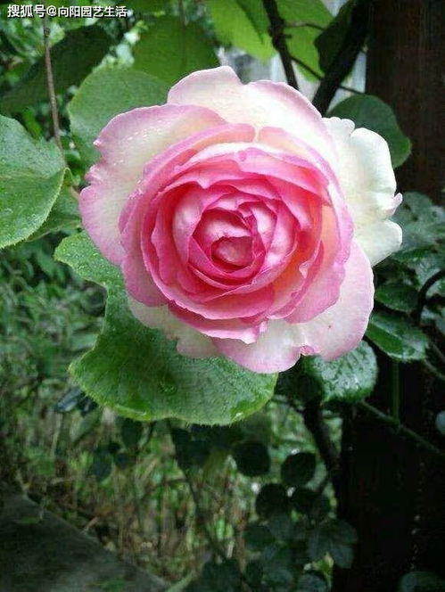 月季为什么不能买老桩