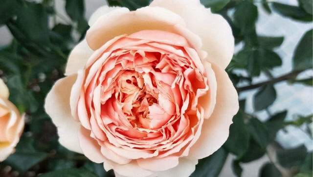 最好养最勤花的阳台微型月季