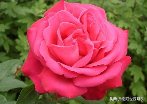 好养活的月季花品种