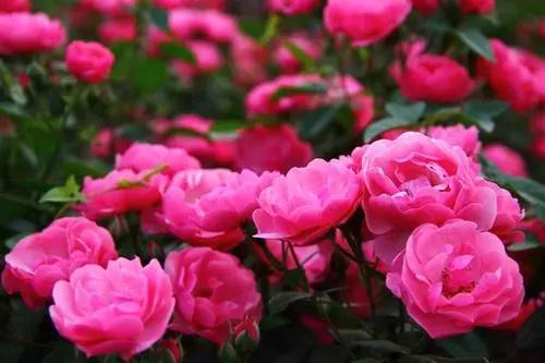 十大浓香月季排名