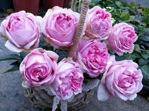 最值得种的100种月季