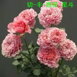 花店常见切花月季品种