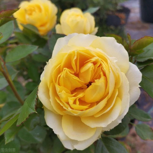 棒棒糖月季优缺点