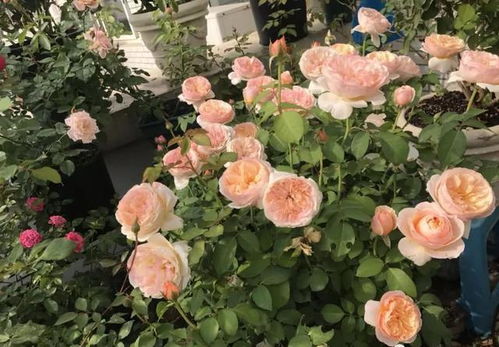 适合北方地栽的月季品种