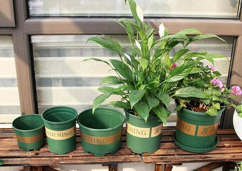 7加仑盆适合哪些植物