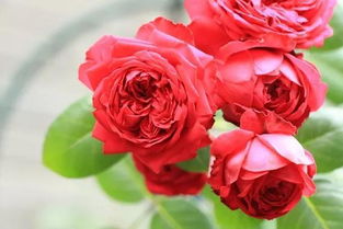 最靠谱的月季网店