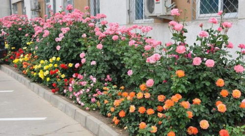 一米长花箱种几棵藤本月季