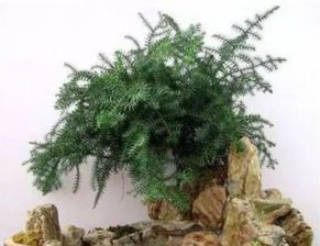 喜阴耐寒的庭院树木