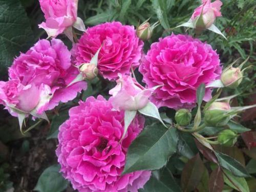 月季花天方夜谭优缺点