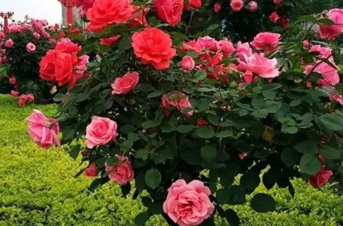 奇卡门廊月季的缺点