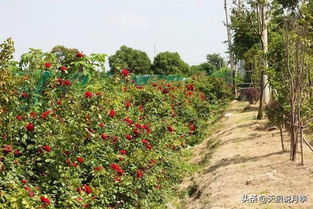 几乎不生病的月季品种