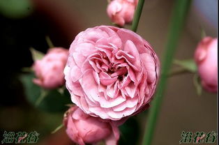 艾拉绒球棒棒糖月季