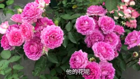 浓香天方夜谭月季的优缺点