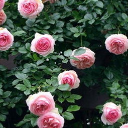 7加仑种爬藤月季够大吗