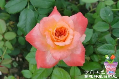 耐热耐晒的灌木月季