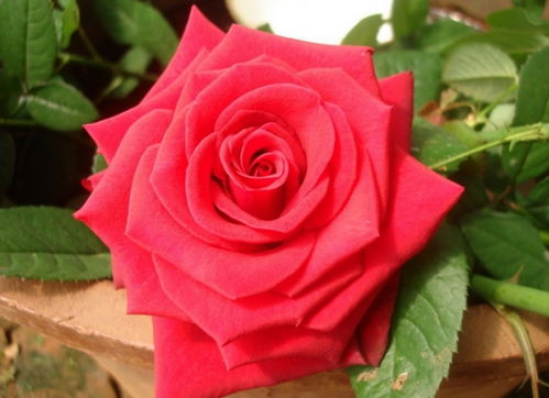 十大切花月季品种