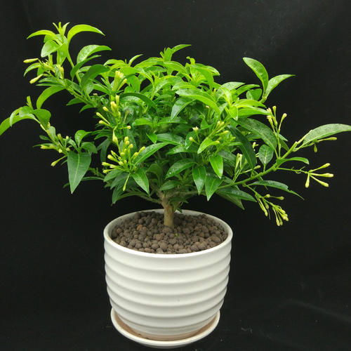 水栽花有什么品种