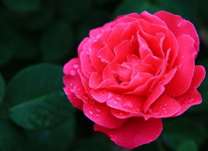 几乎不生病的爬藤月季品种