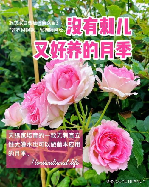 我的心月季有刺吗