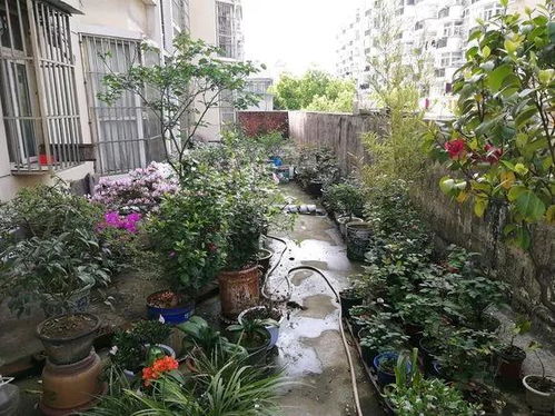 比较耐阴的月季有哪些